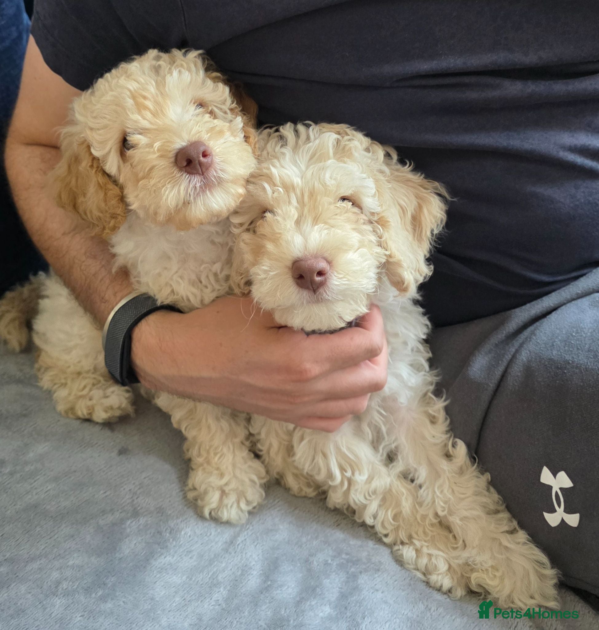 Cockapoo dogs Ready Now! Vet Checked F2 Cockapoos (Parents Here) - Advert 1