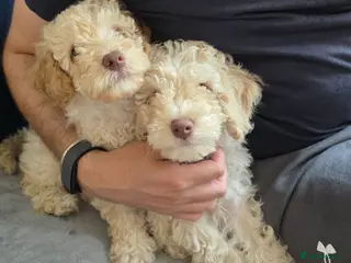 Cockapoo dogs Ready Now! Vet Checked F2 Cockapoos (Parents Here) - Advert 1