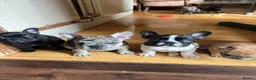 French Bulldog dogs for sale: French bulldog puppies looking for good new home  in Lancaster - Advert 7