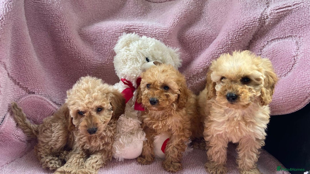 Cockapoo dogs for sale: Cockapoo puppies - Image 14