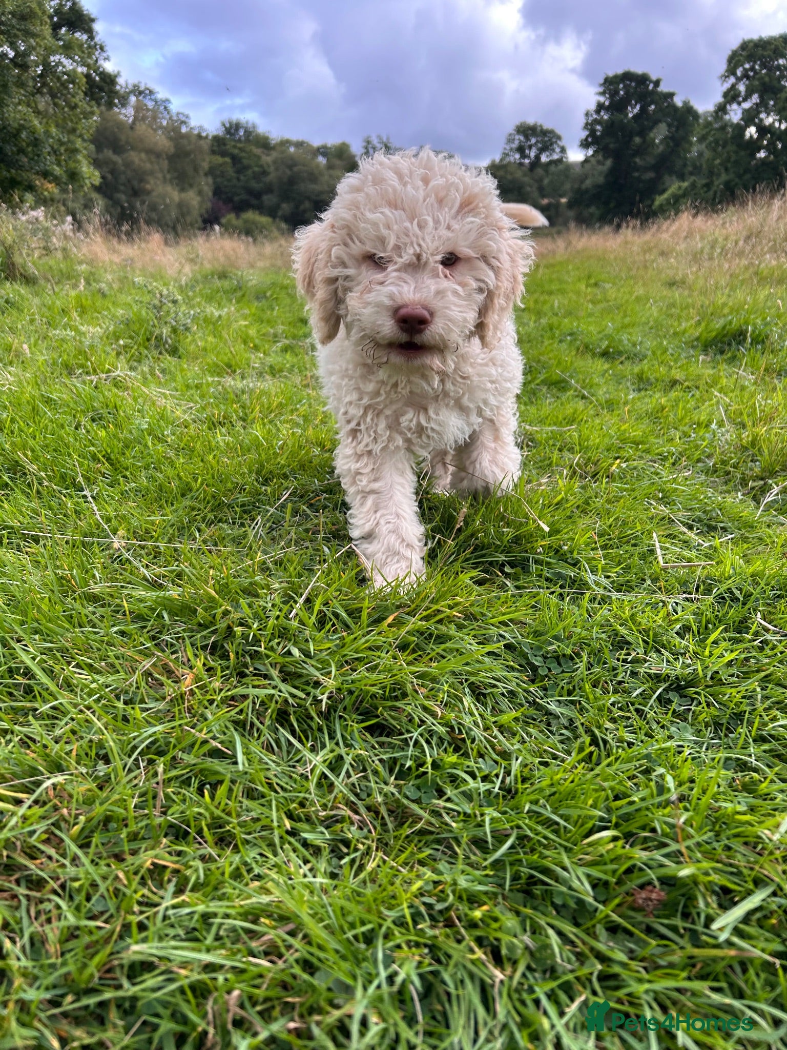 Lagotto Romagnolo dogs 1 boy left  READY NOW  - Advert 1