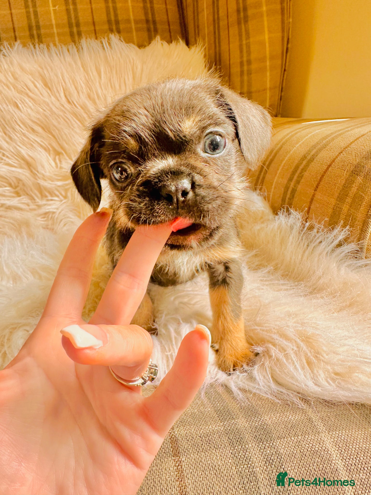 Mixed Breed dogs for sale: Shih Tzu x Frenchie pups - Advert 1