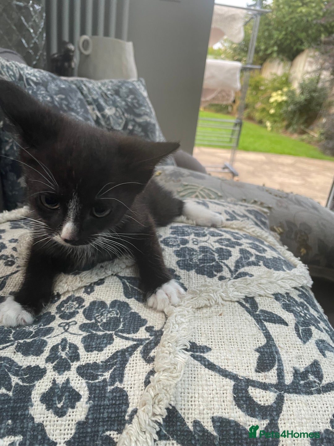 Domestic Shorthair cats for sale: Kitten.  Black white.  8 weeks old - Image 4
