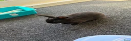 Mini Lop rabbits for sale: Male rabbits  in Coventry - Advert 2