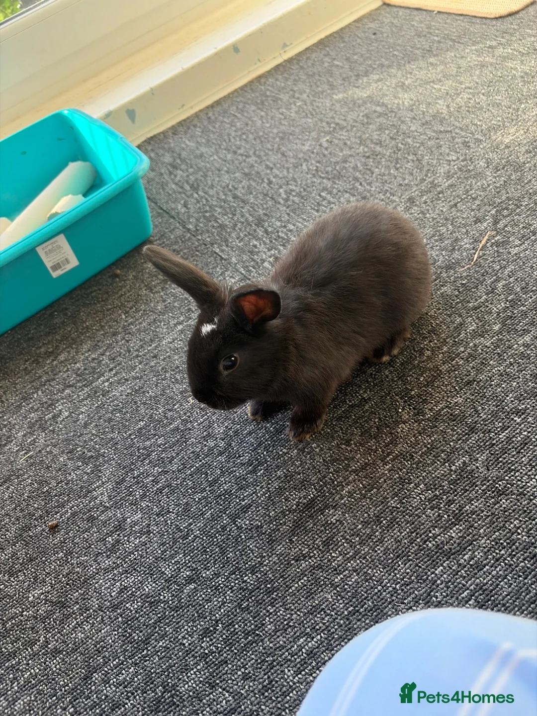 Mini Lop rabbits for sale: Male rabbits  in Coventry - Advert 2