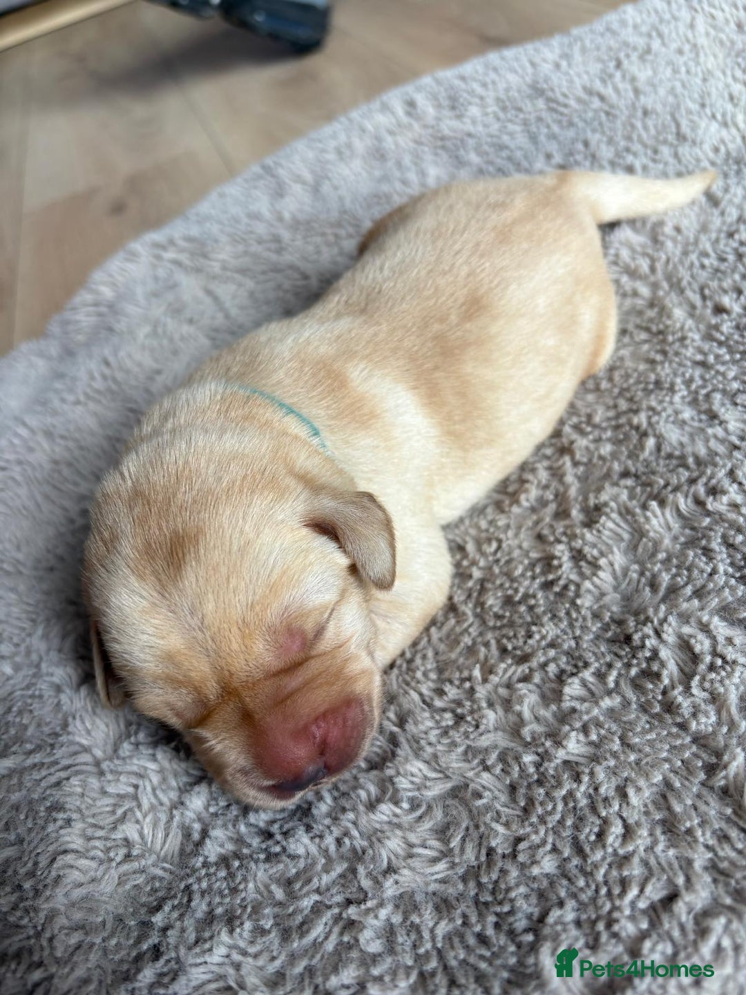 Labrador Retriever dogs for sale: Beautiful litter of kc registered labrador  - Image 12