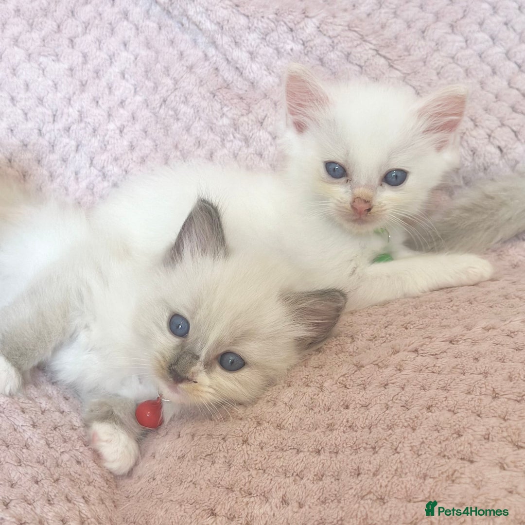 Ragdoll cats for sale: Affectionate, Cuddly, Playful Kittens - Image 25