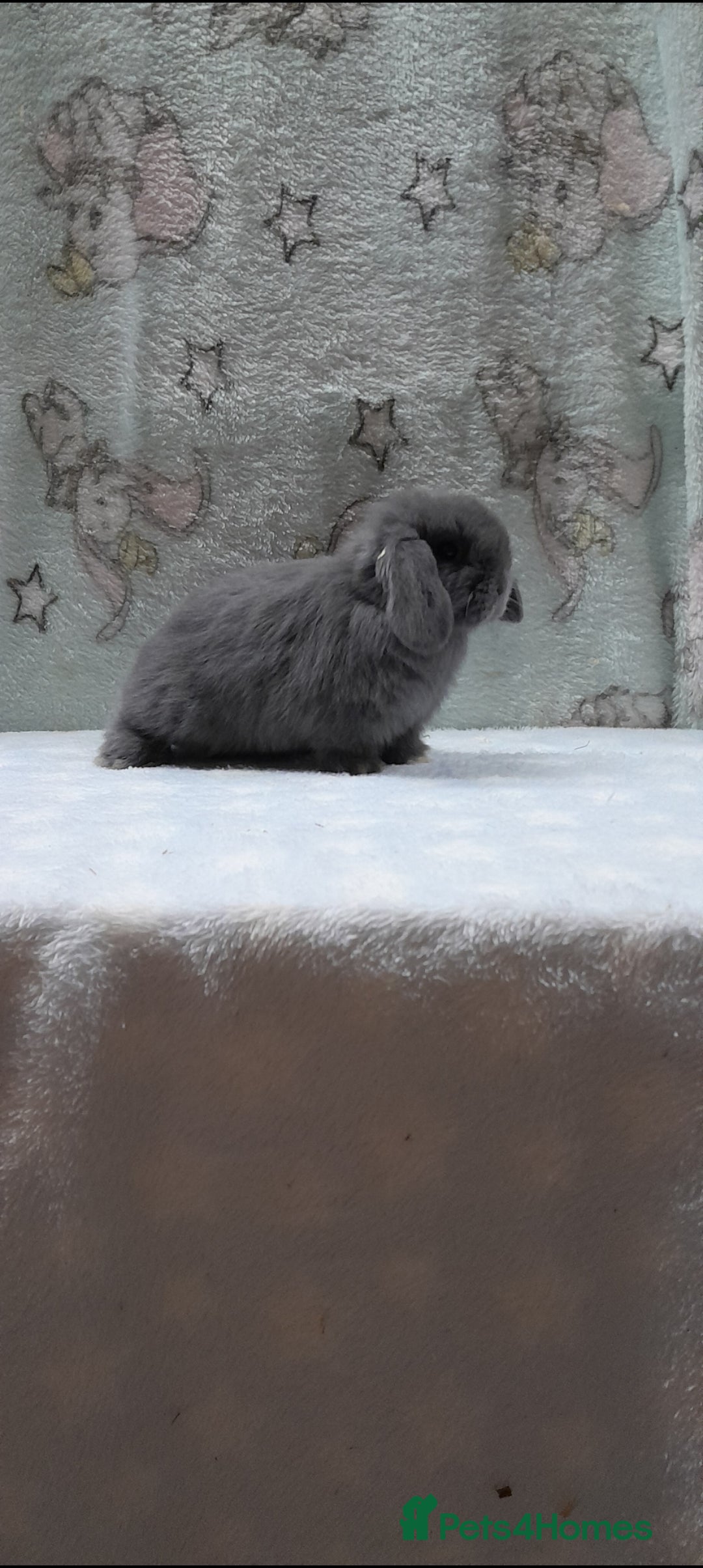 Mini Lop rabbits Purebred mini lops PLEASE READ  - Advert 1