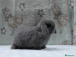 Mini Lop rabbits Purebred mini lops PLEASE READ - Advert 1