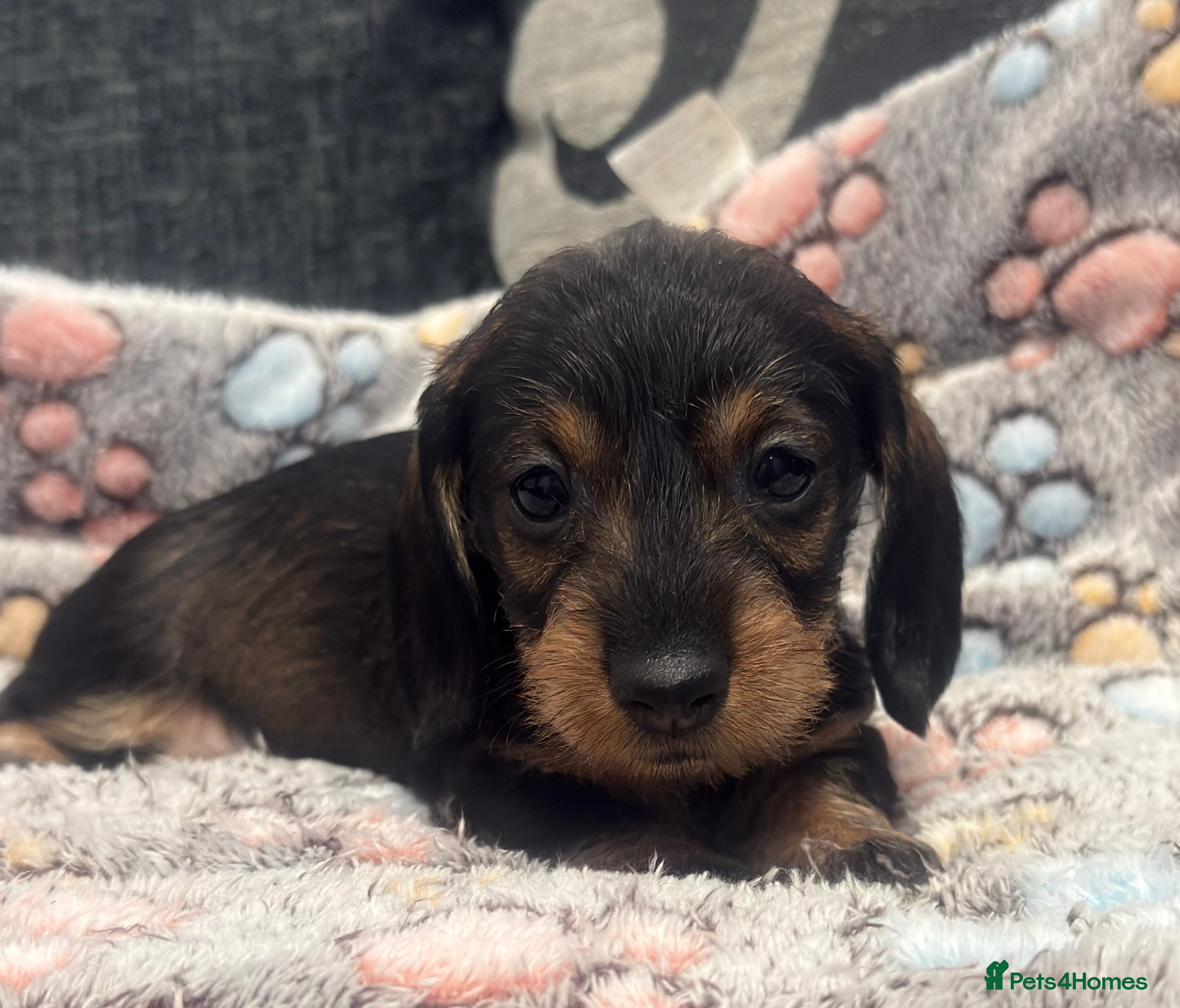 Miniature Dachshund dogs Wire haired puppies! Boys and girls - Advert 13