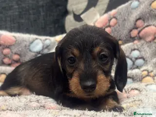 Miniature Dachshund dogs Wire haired puppies! Boys and girls - Advert 13