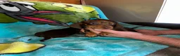 Miniature Dachshund dogs for sale: 3 Miniature dachshund puppies 🐶  - Advert 9