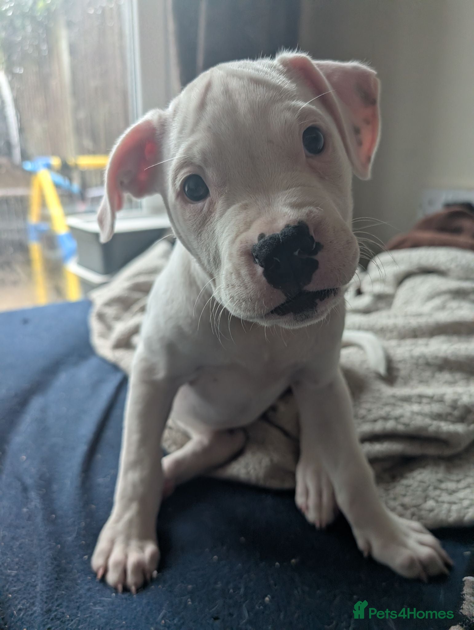 American Bulldog dogs Female American bulldog puppy - Advert 2