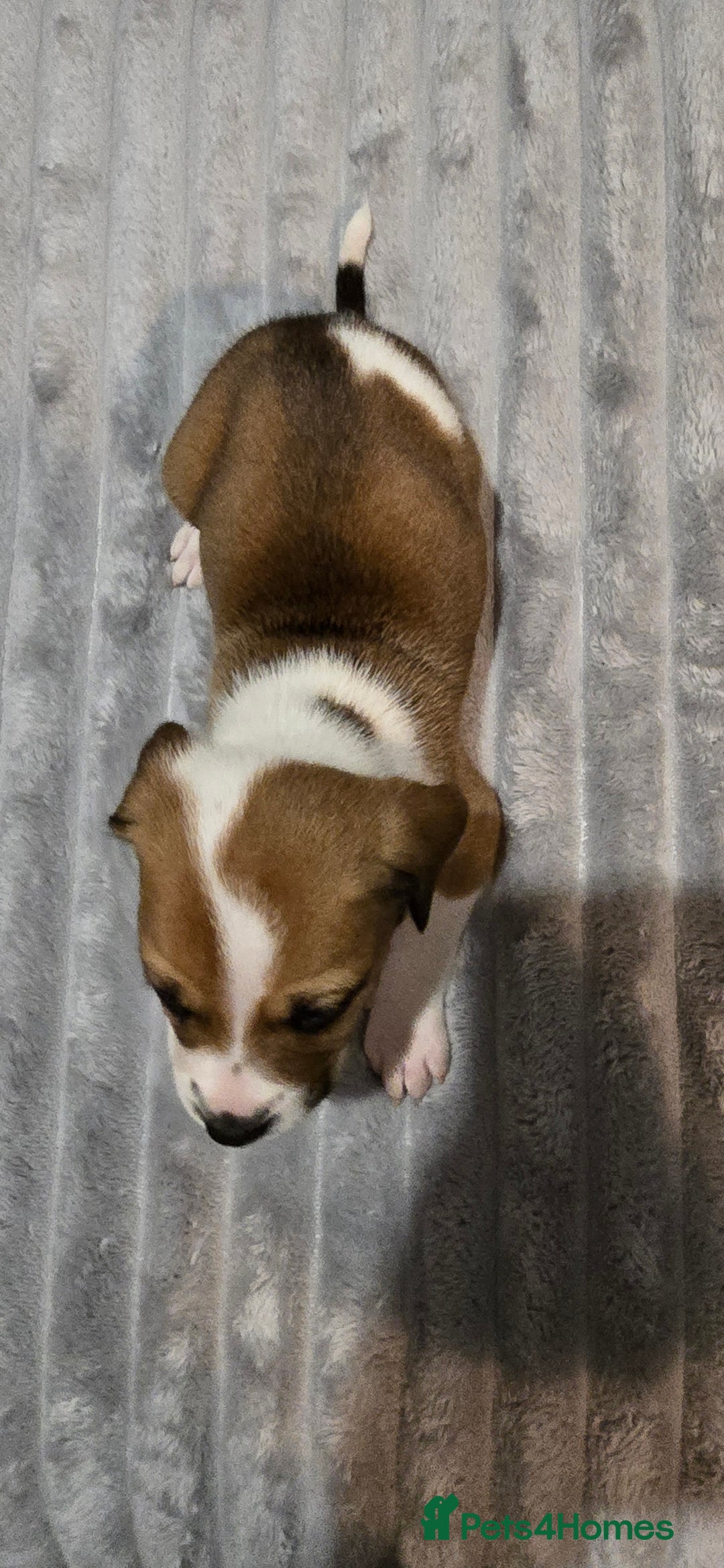 Mixed Breed dogs for sale: Staffy x Japanese akitas and cane corso pups - Advert 10