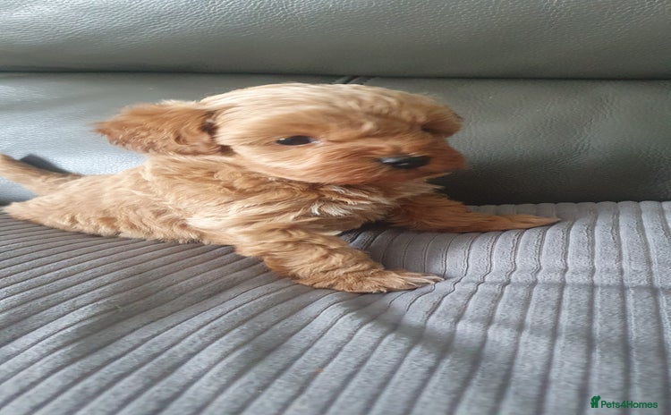Yorkiepoo dogs - Advert 1