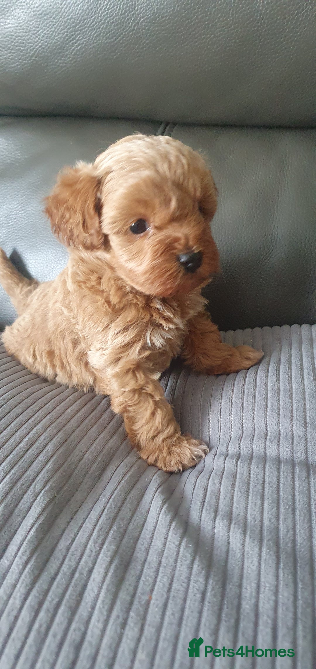 Yorkiepoo dogs for sale:  Beautiful Yorkiepoo pups - Image 1