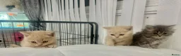 British Shorthair cats for sale: ⭐️ 6 BRITISH CREAM SHORTHAIR ⭐️ - Advert 8