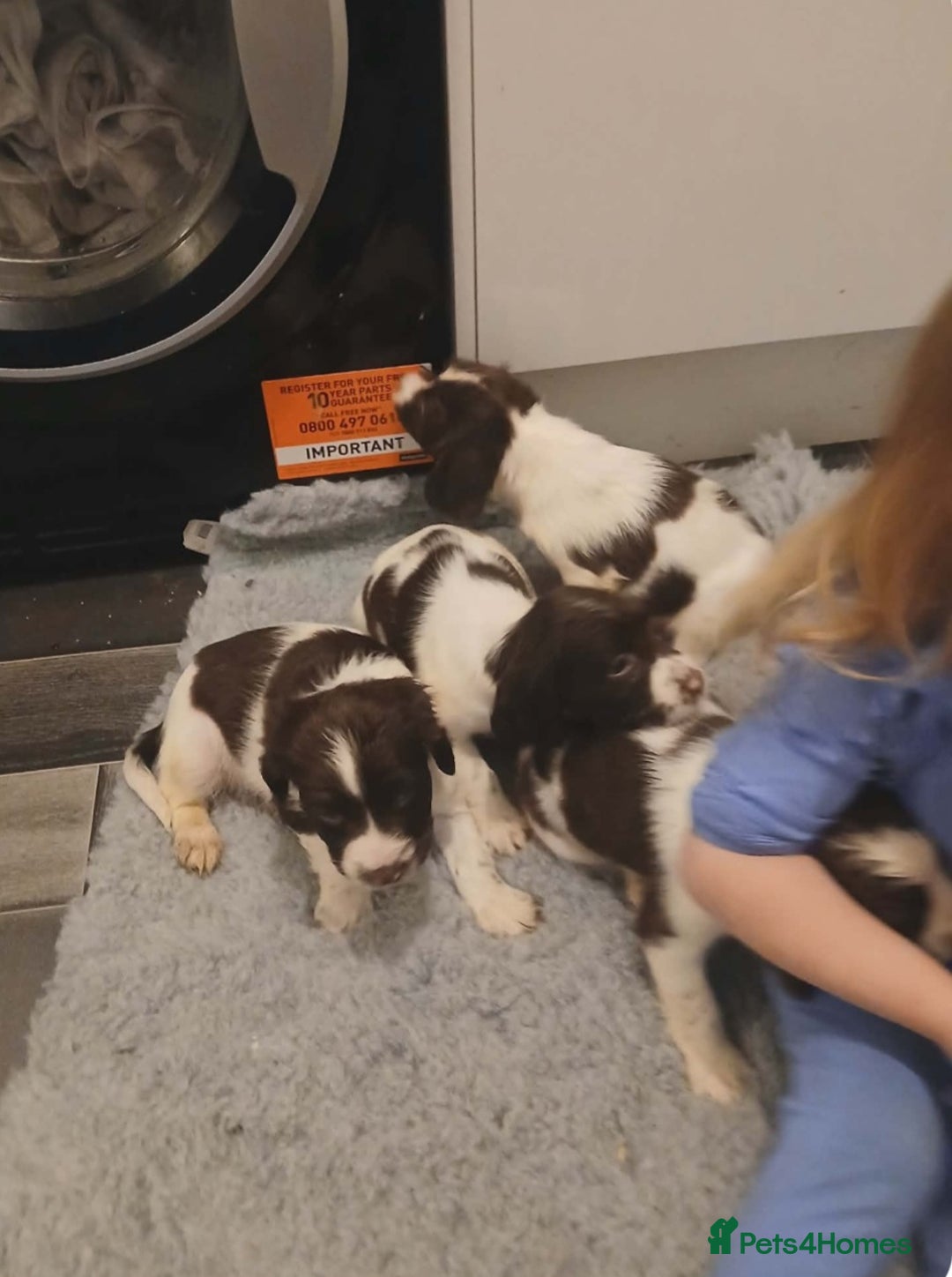 English Springer Spaniel dogs for sale: Springer spaniel pups - Advert 5