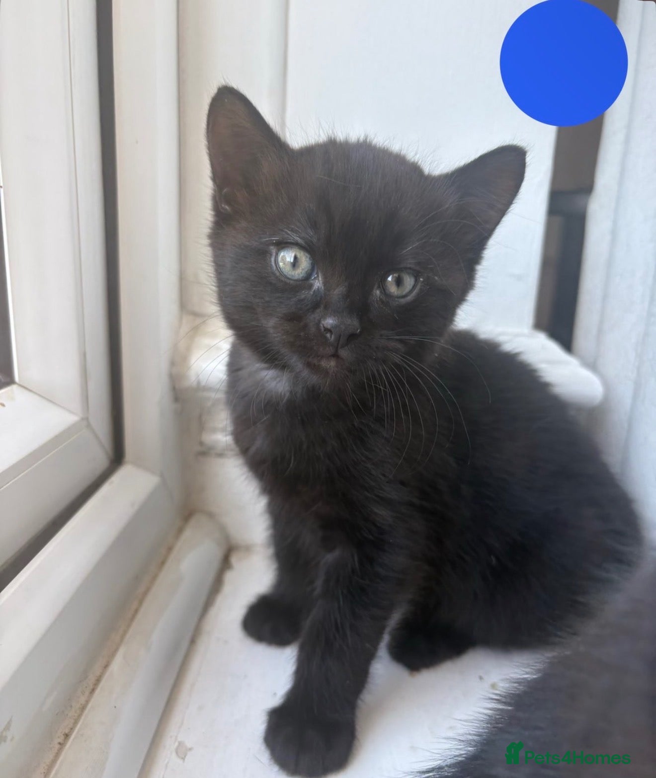 Mixed Breed cats Boy black kitten for sale - Advert 11