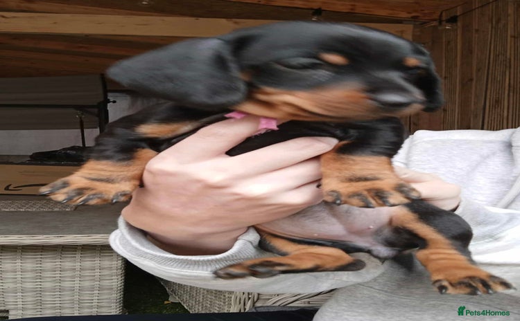 Miniature Dachshund dogs - Advert 11