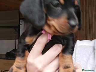 Miniature Dachshund dogs - Advert 29