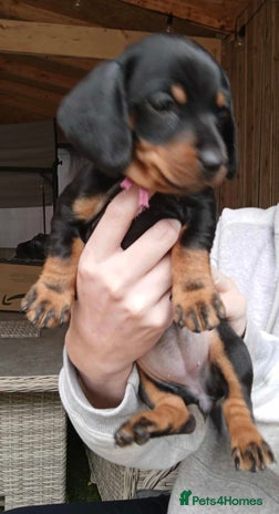 Miniature Dachshund dogs - Advert 1