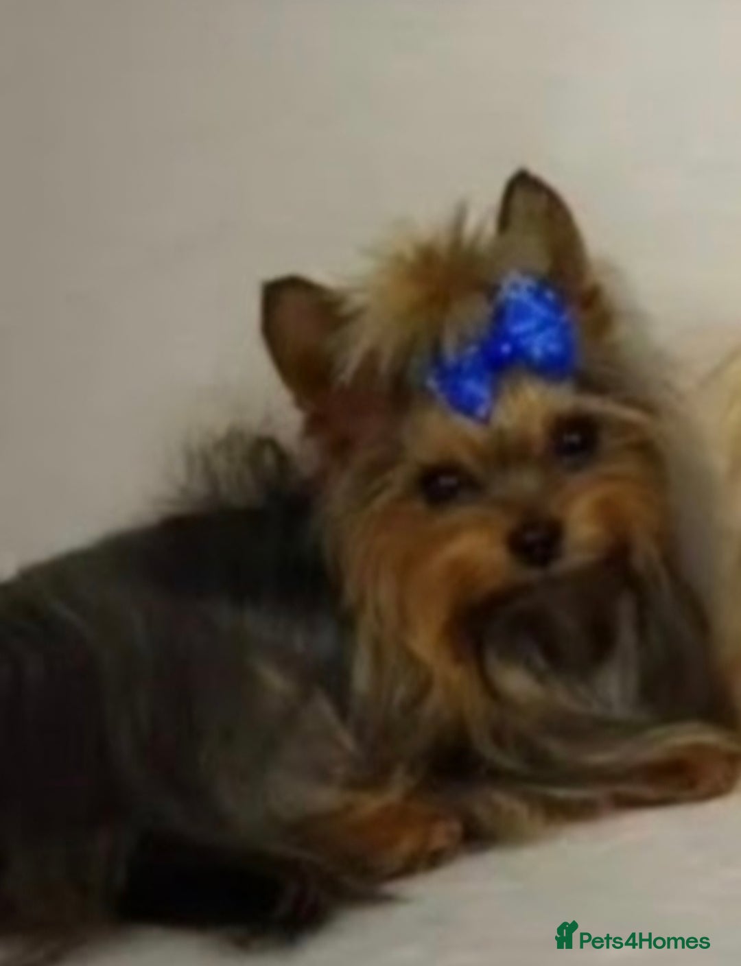 Mixed Breed dogs for sale: For sale my Toy Yorkshire&Pomeranian puppies 🐶  - Advert 6