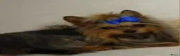 Mixed Breed dogs for sale: For sale Toy Yorkshire&Pomeranian mix puppies 🐶  - Advert 12