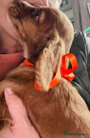 Cocker Spaniel dogs - Advert 7