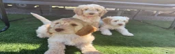 Cockapoo dogs for sale: READY TO GO F1 cockapoo puppies just 2 girls left  - Advert 9