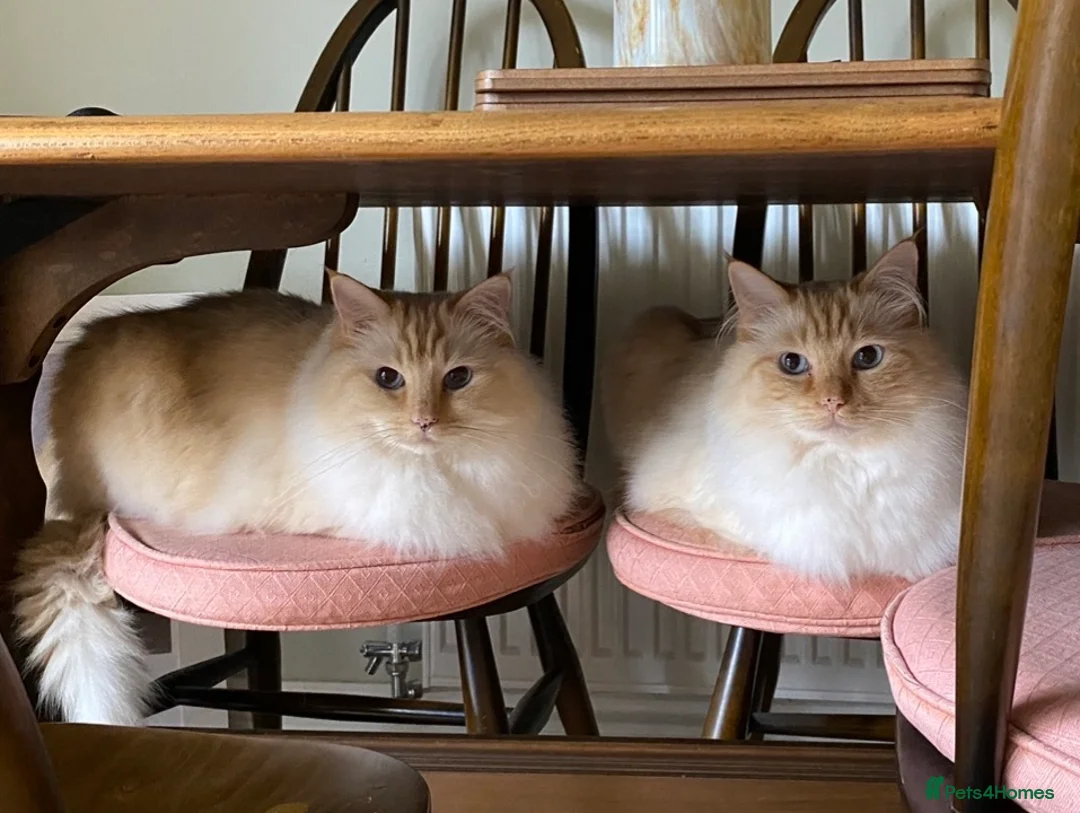 Ragdoll cats for sale: 2 ragdoll 8 year old brothers - Advert 1