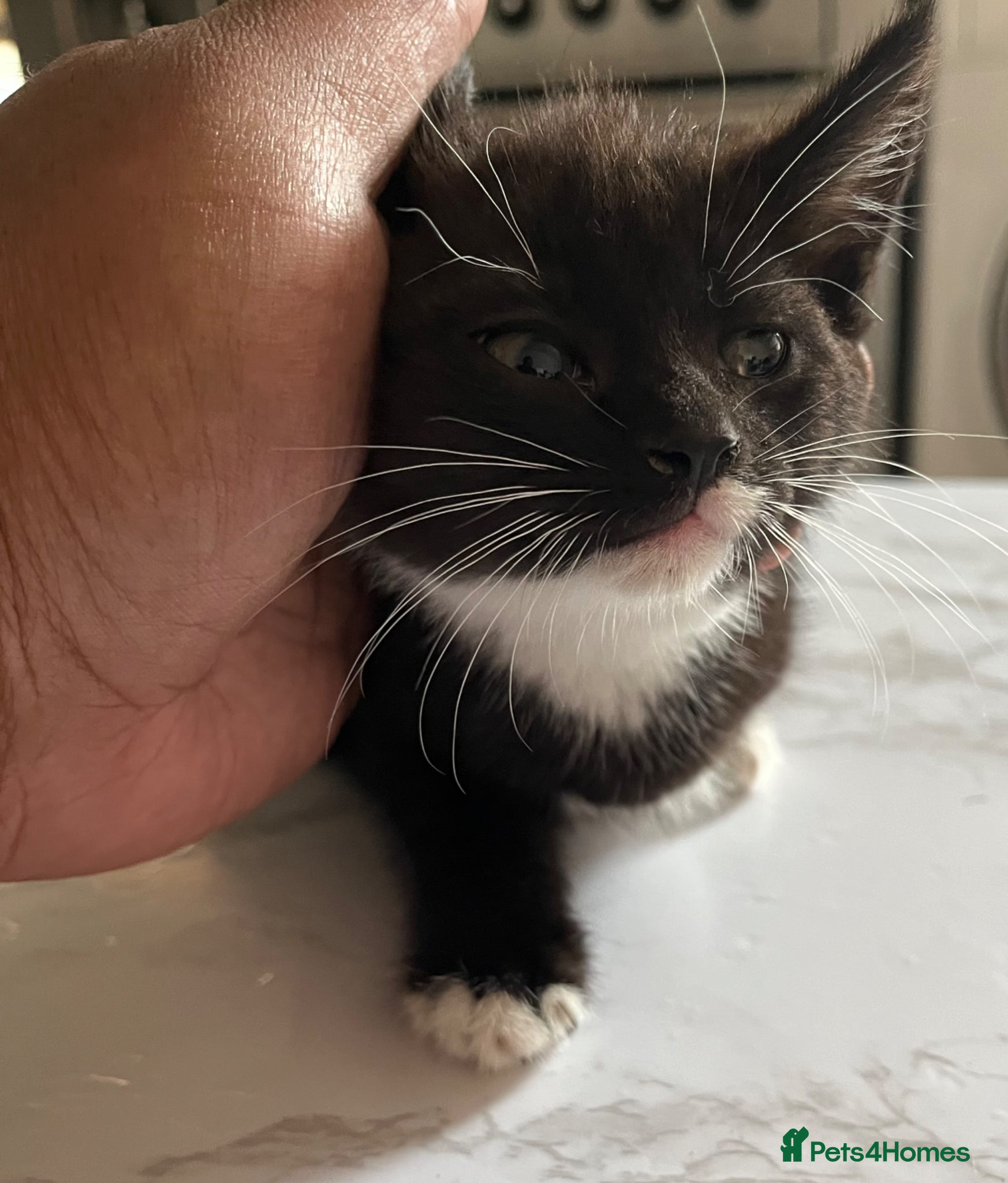 Mixed Breed cats for sale: 3 beautiful kittens for sale  - Advert 4