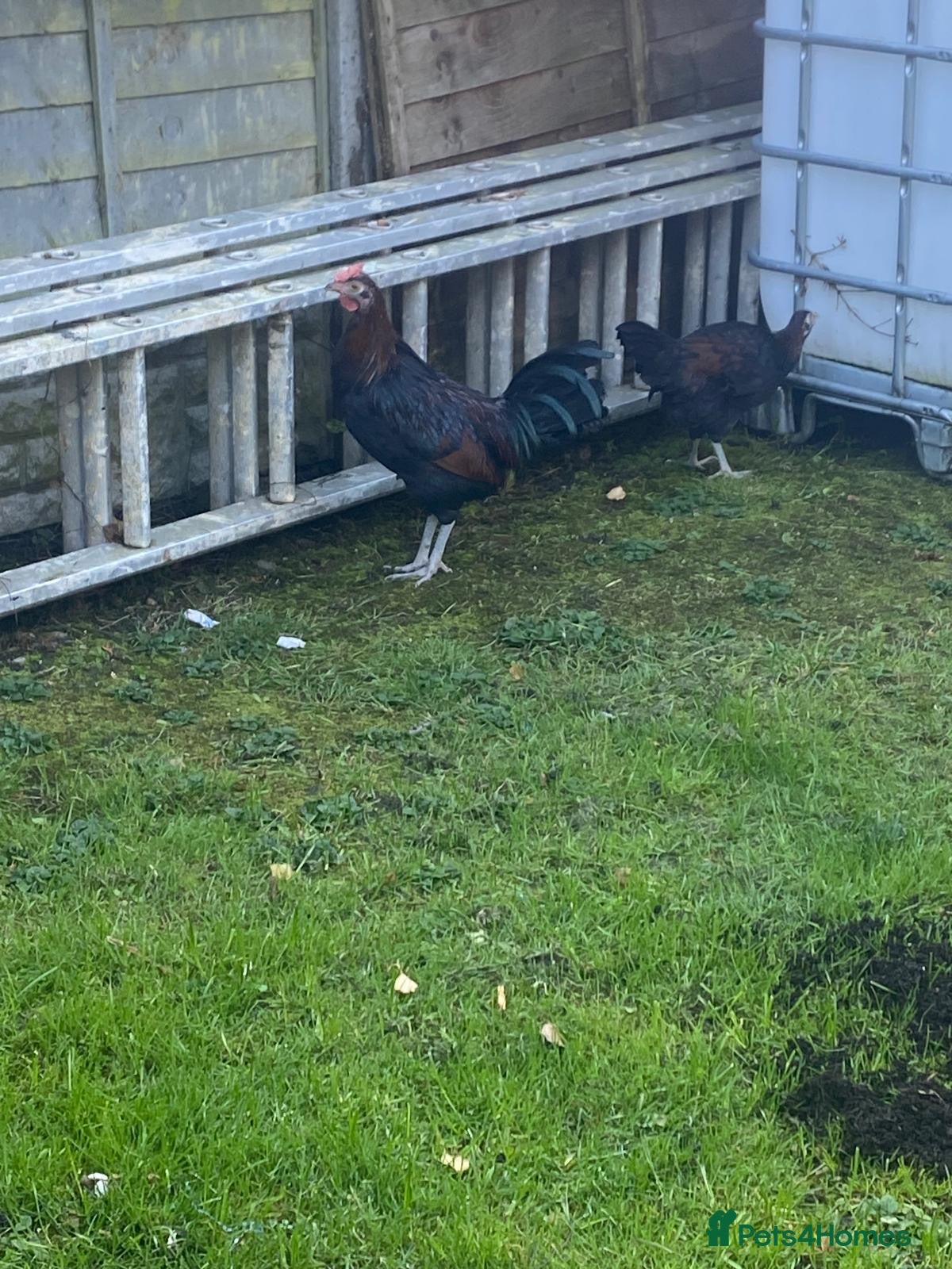 Chickens poultry male chicken  - Advert 13