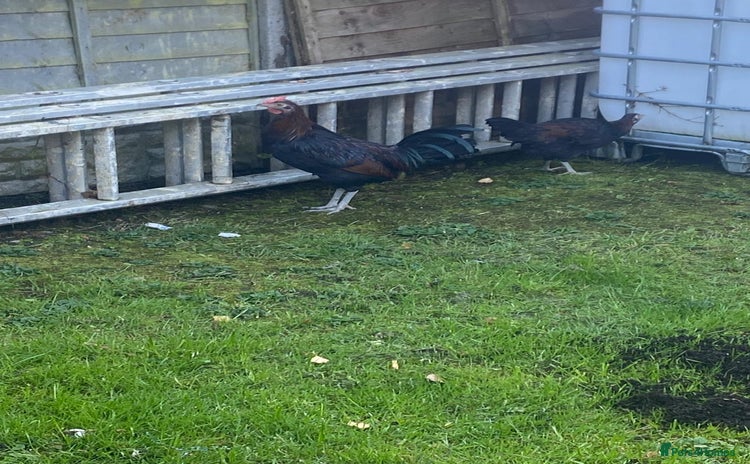 Chickens poultry - Advert 1