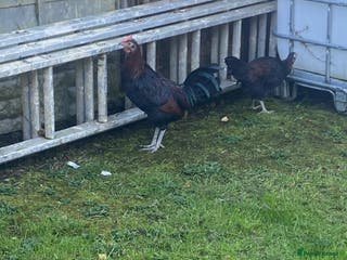 Chickens poultry male chicken - Advert 9