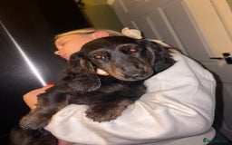 Miniature Dachshund dogs for sale: Black and brindle miniature dachshund male - Advert 3