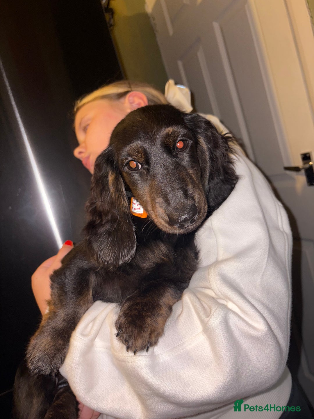 Miniature Dachshund dogs for sale: Black and brindle miniature dachshund male - Advert 3