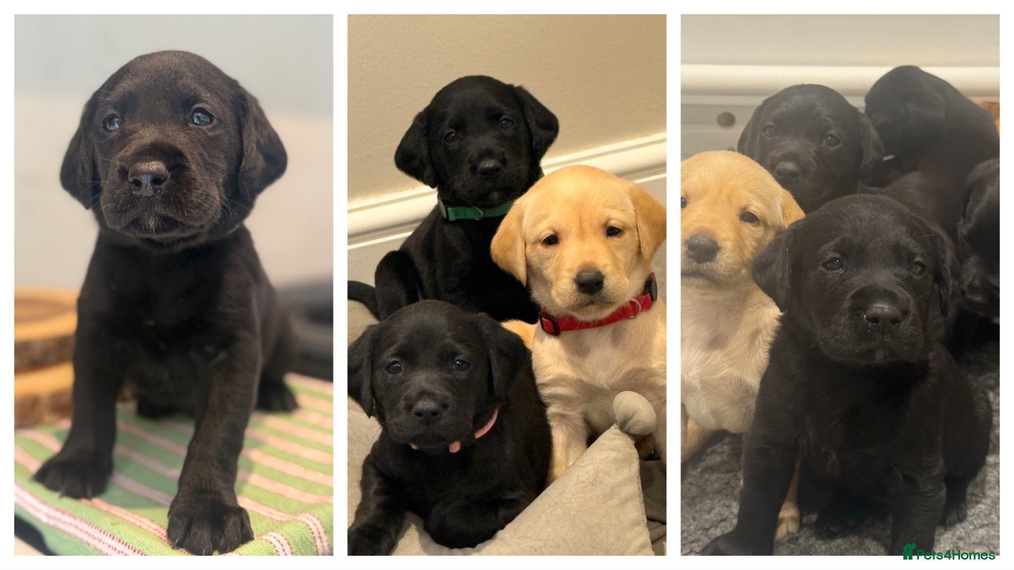 Labrador Retriever dogs Labrador Puppies Working Type – Ready Early May  - Advert 13