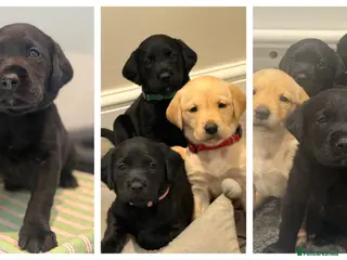 Labrador Retriever dogs Labrador Puppies Working Type – Ready Early May - Advert 9