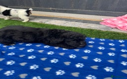 Mixed Breed dogs for sale: Black male puppy jackapoo - Image 8