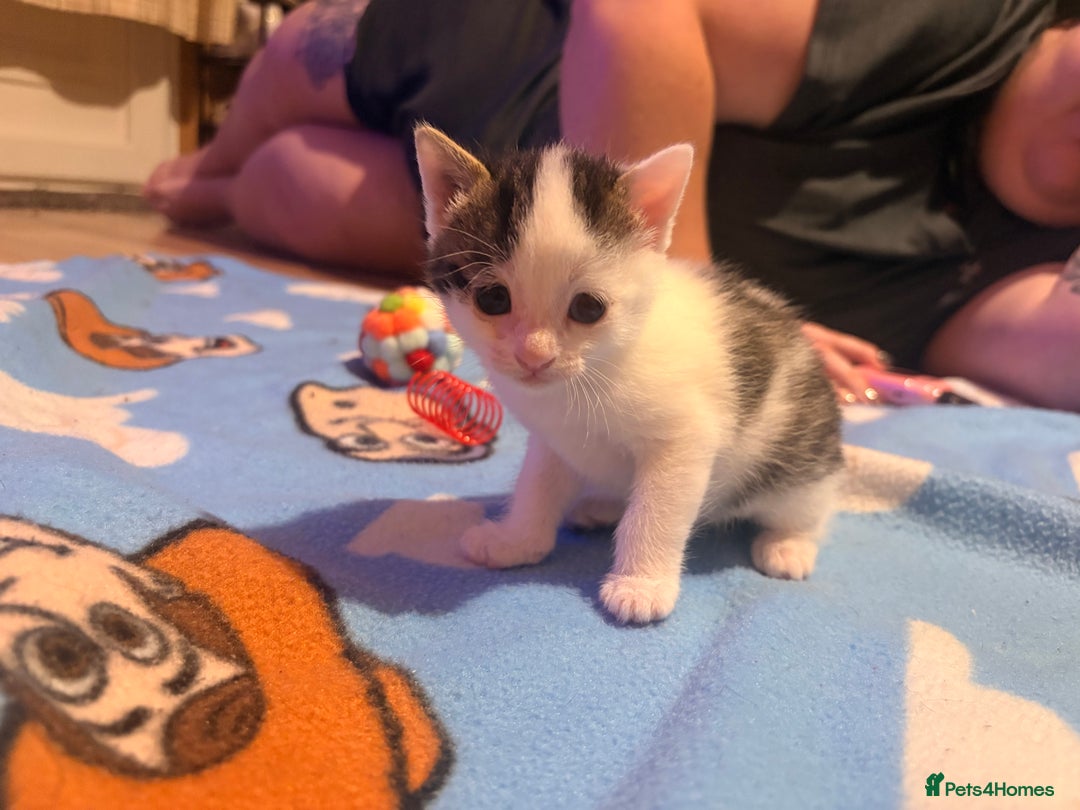 Mixed Breed cats for sale: 1 Female and 1 Male - Advert 6