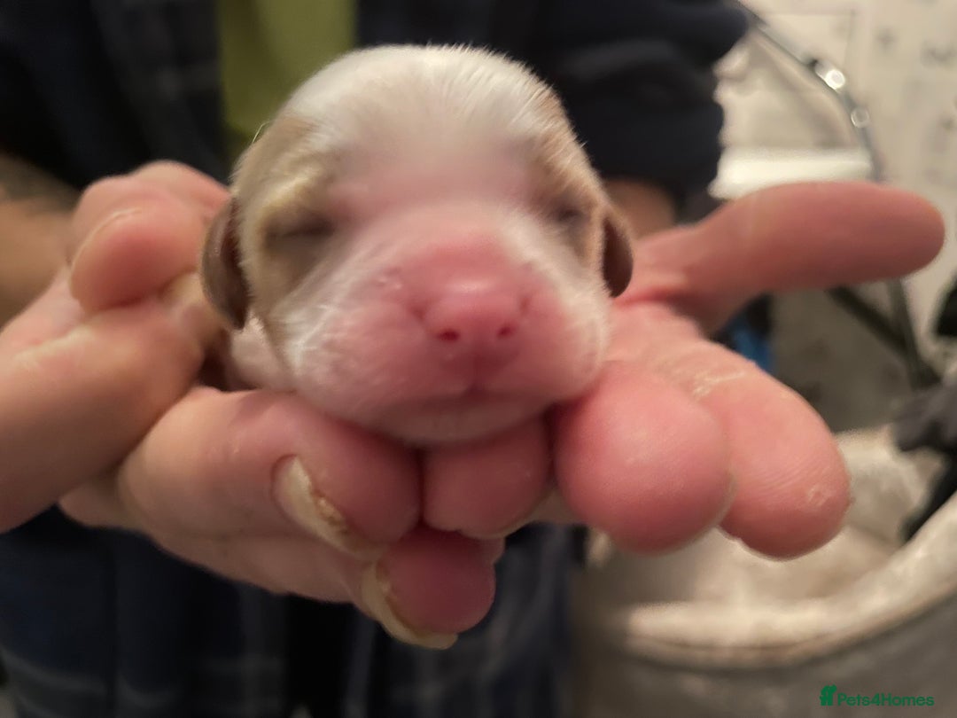 Cavalier King Charles Spaniel dogs for sale: King Charles cavalier puppies - Image 8