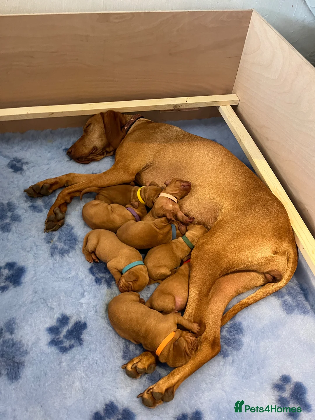 Hungarian Vizsla dogs for sale: Championship Bloodline Pedigree Hungarian Vizslas - Advert 17