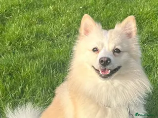 German Spitz dogs Looking for a stud for Polo he's 2 years old - Advert 1