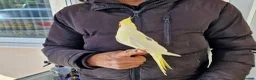 Cockatiels birds for sale: Super hand tamed cockatiel for sale  - Advert 17