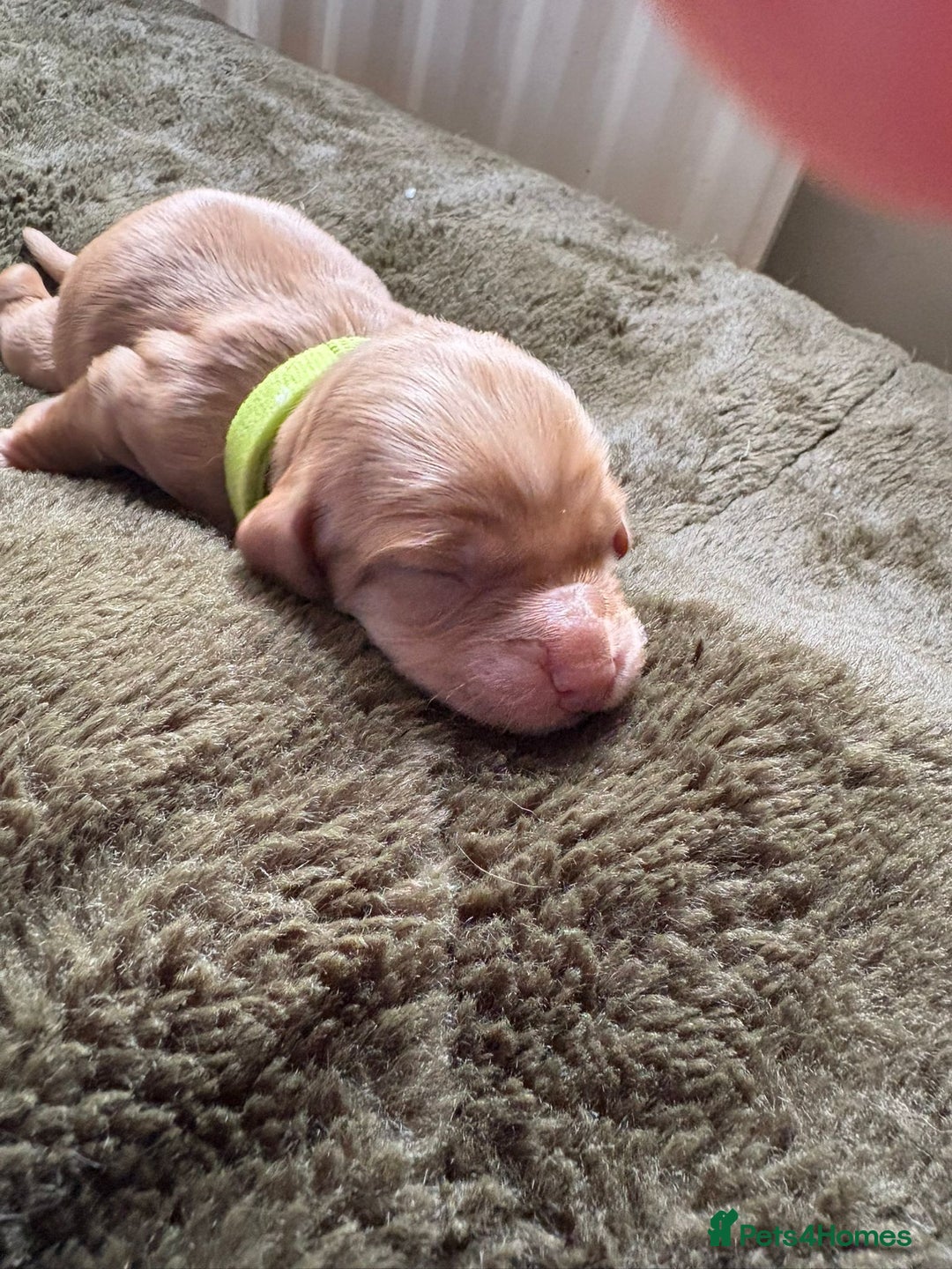 Cocker Spaniel dogs for sale: litter of 6 pedigree cocker spaniel puppies. - Image 7