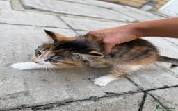 Mixed Breed cats for sale: loved and cared for kittens looking for new home🥹 - Image 9