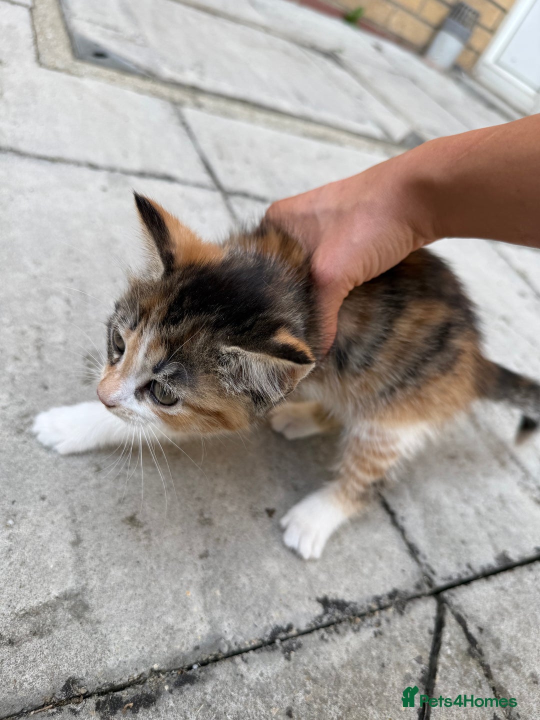 Mixed Breed cats for sale: loved and cared for kittens looking for new home🥹 - Image 9