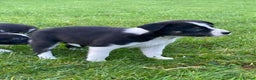 Border Collie dogs for sale: ISDS Border Collie Pups - Advert 8