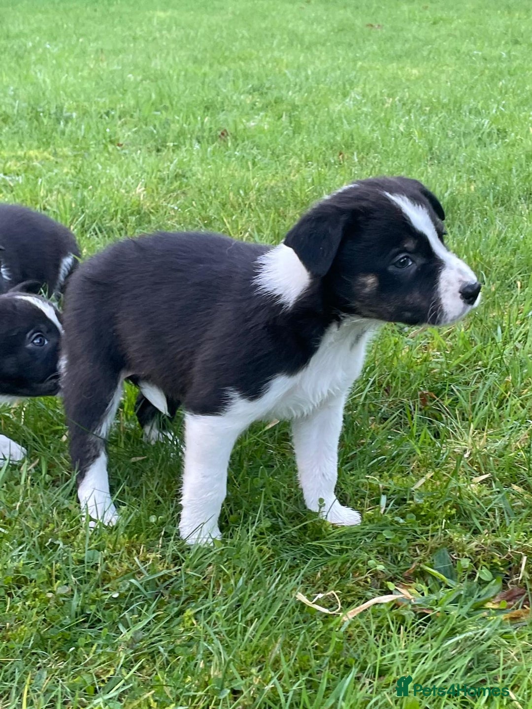 Border Collie dogs for sale: ISDS Border Collie Pups - Advert 8
